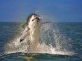 Shark Breaching False Bay Morning Trip